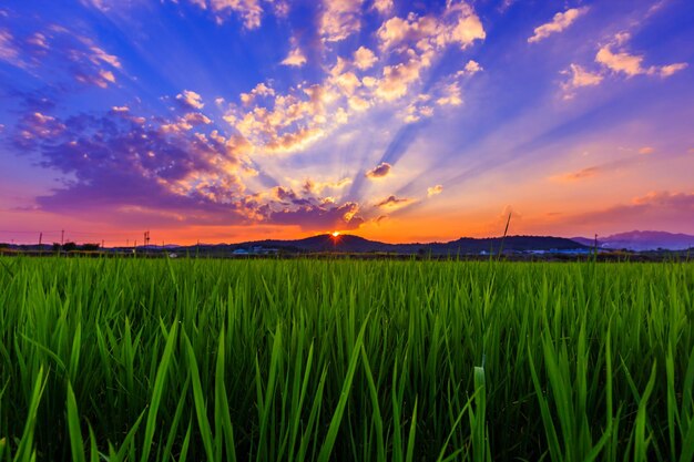 Foto vista panorâmica de um campo de trigo contra o céu durante o pôr-do-sol