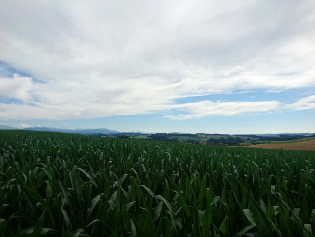 Vista panorâmica de um campo de trigo contra o céu