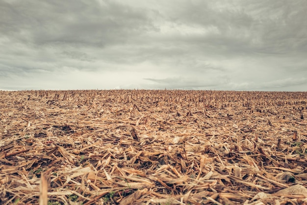 Foto vista panorâmica de um campo de trigo contra o céu