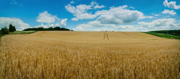 Vista panorâmica de um campo de trigo maduro dourado com céu azul Campo da Ucrânia com uma colheita