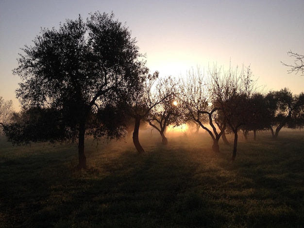 Foto vista panorâmica de um campo gramado contra o céu ao pôr-do-sol