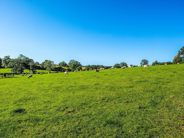Foto vista panorâmica de um campo gramado contra o céu azul