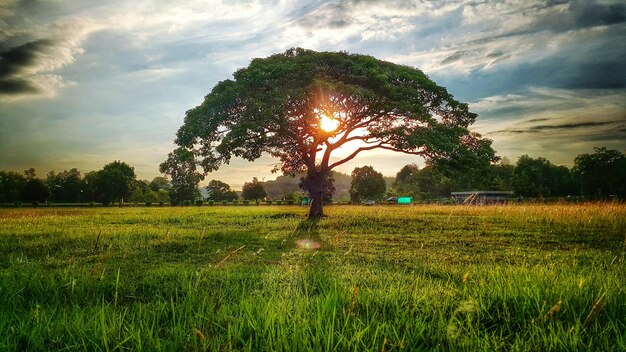 Foto vista panorâmica de um campo gramado contra o céu