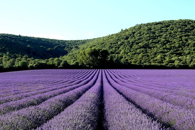 Foto vista panorâmica de um campo gramado contra o céu