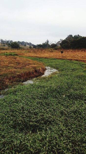 Foto vista panorâmica de um campo gramado contra o céu