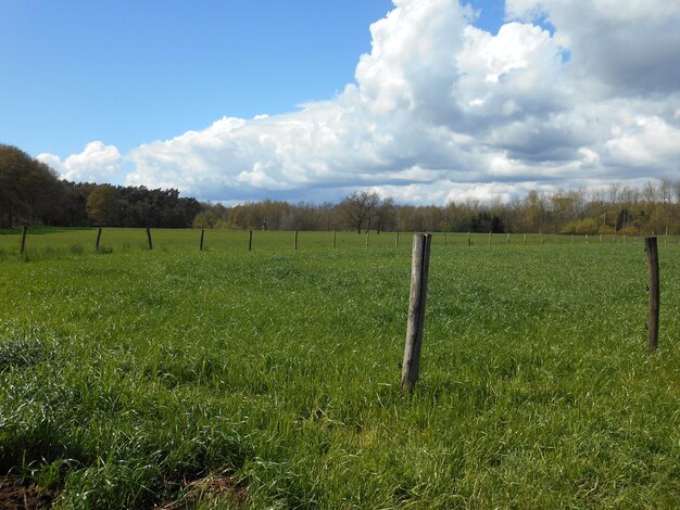 Vista panorâmica de um campo gramado contra o céu