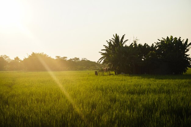 Foto vista panorâmica de um campo gramado contra um céu claro