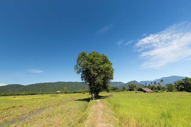 Vista panorâmica de um campo gramado contra um céu nublado