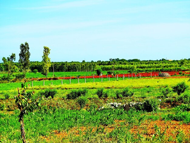 Foto vista panorâmica de um campo verde