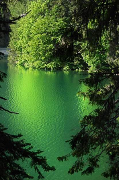 Foto vista panorâmica de um lago na floresta