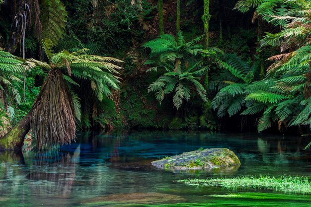 Foto vista panorâmica de um lago na floresta