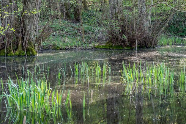 Foto vista panorâmica de um lago na floresta