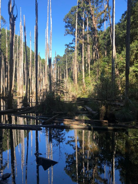 Foto vista panorâmica de um lago na floresta