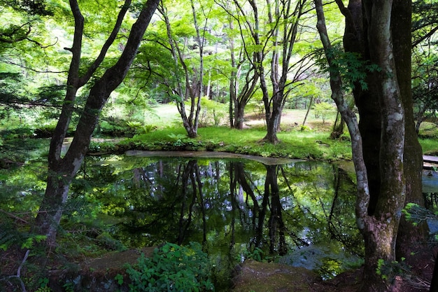 Vista panorâmica de um lago na floresta