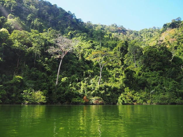 Foto vista panorâmica de um lago na floresta