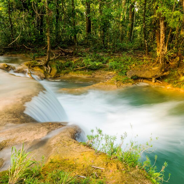 Foto vista panorâmica de um riacho fluindo entre árvores na floresta