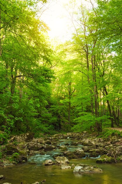 Foto vista panorâmica de um riacho no meio de árvores na floresta