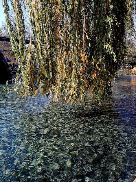 Foto vista panorâmica de um rio que flui na floresta