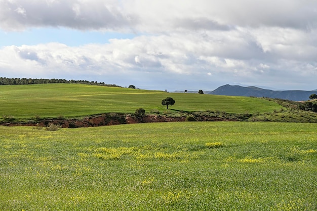 Vista panorâmica de uma agricultura de cereais rural de campo de cereais