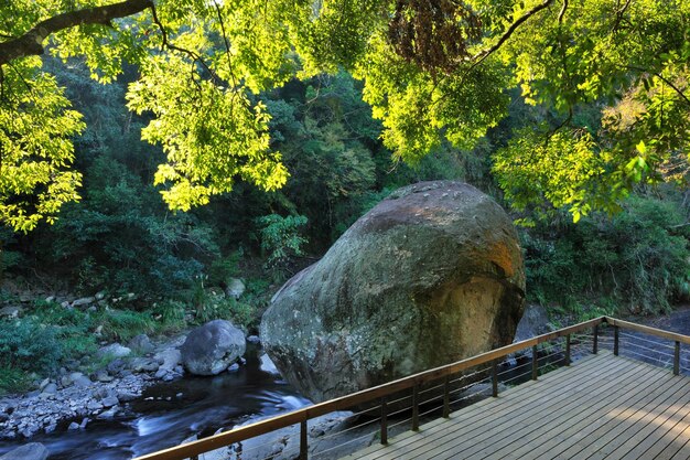 Vista panorâmica de uma cachoeira na floresta