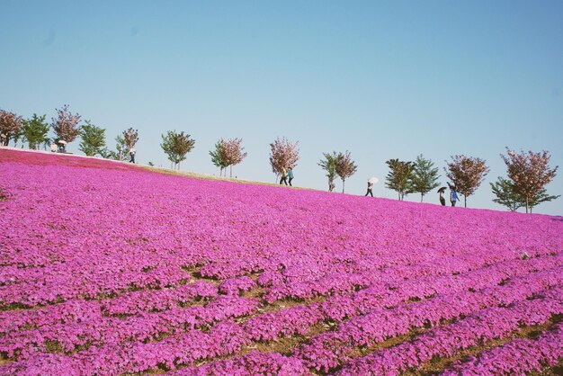 Vista panorâmica de uma fazenda rosa contra um céu claro