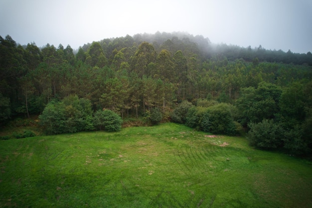 Foto vista panorâmica de uma floresta a partir de um drone com neblina ao fundo