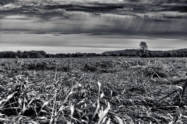 Foto vista panorâmica de uma paisagem gramada contra um céu nublado