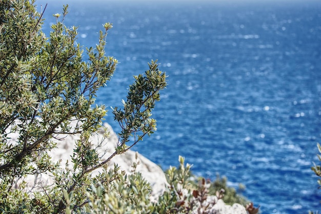 Foto vista panorâmica de uma planta de romário contra o mar adriático