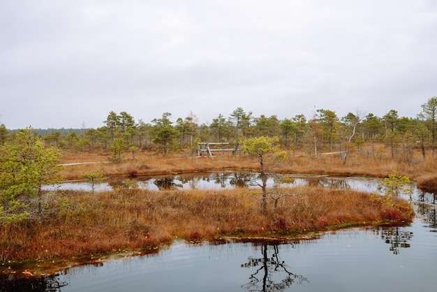 Vista panorâmica de uma trilha de madeira através de zonas húmidas Rota de caminhada para recreação ativa