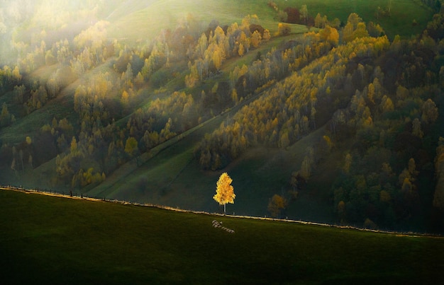 Foto vista panorâmica de uma única bétula no campo contra a montanha ao pôr-do-sol durante o outono