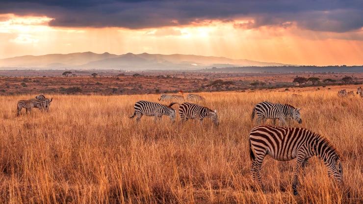 Foto vista panorâmica de zebras pastando no campo contra o céu durante o pôr-do-sol