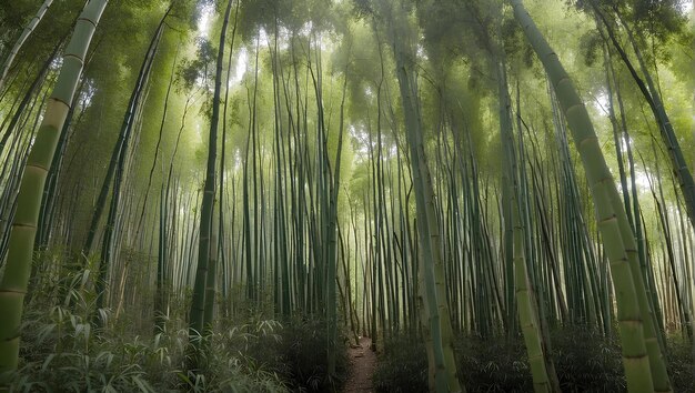 Vista panorámica de un denso bosque de bambú al mediodía