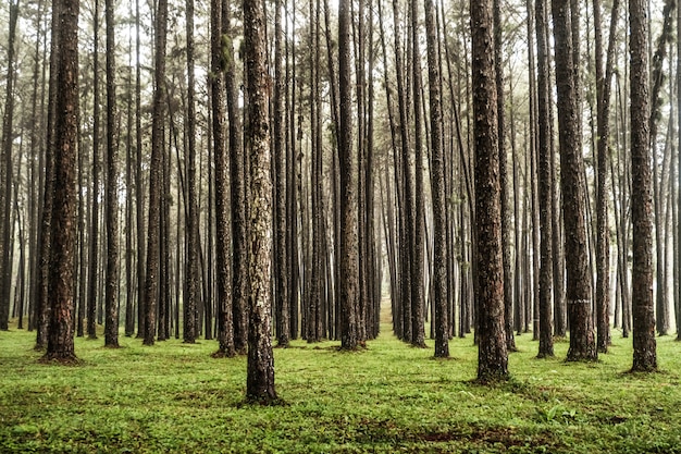 Vista panorámica dentro de las coníferas, una ruta a través del bosque de pinos