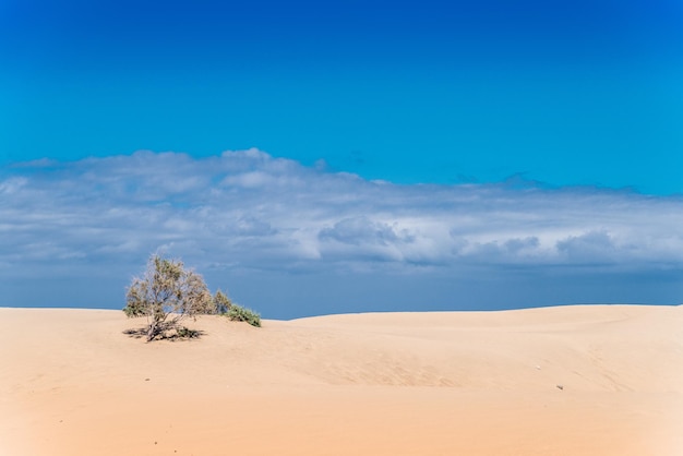 Foto vista panorámica del desierto contra el cielo azul