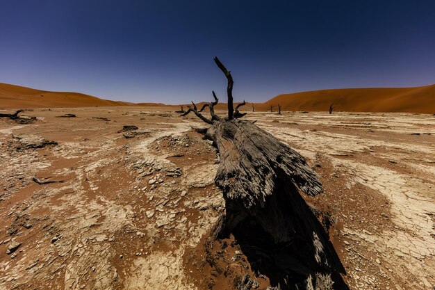 Foto vista panorámica del desierto contra un cielo despejado