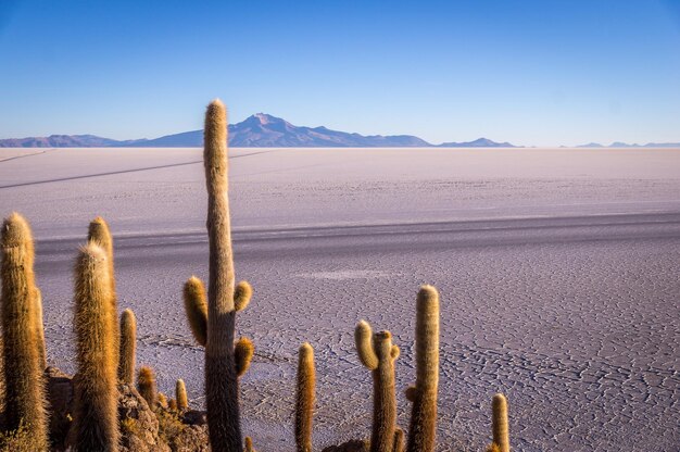 Foto vista panorámica del desierto contra un cielo despejado