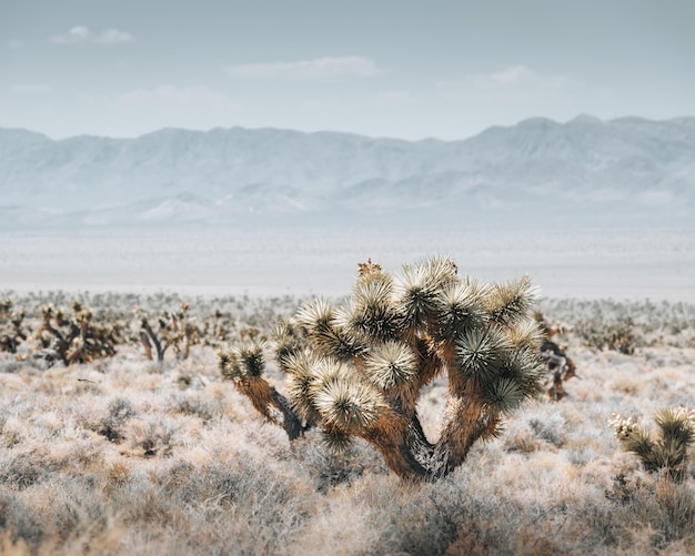 Vista panorámica del desierto contra el cielo