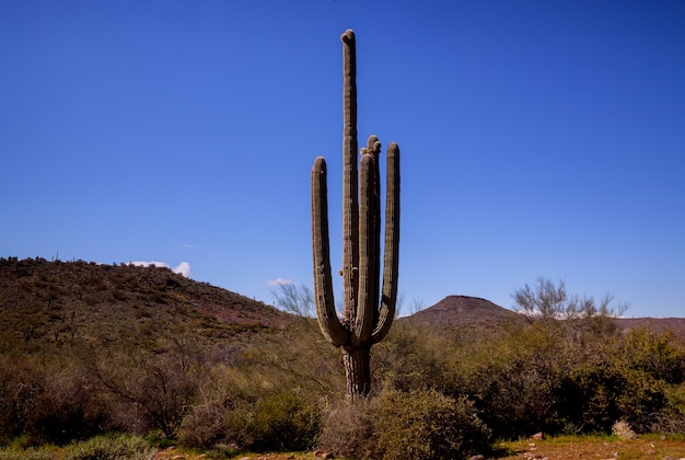 Vista panorámica del desierto de Phoenix Arizona en South Mountain