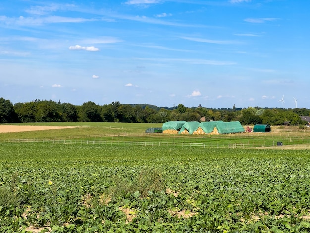 Vista panorâmica do campo agrícola contra o céu