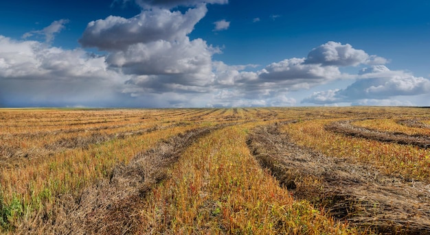 Vista panorâmica do campo ceifado de padrões de trigo sarraceno com feixes verdes hastes vermelhas lindo céu azul com nuvens