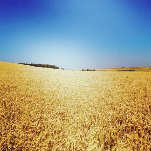 Foto vista panorâmica do campo contra o céu azul claro