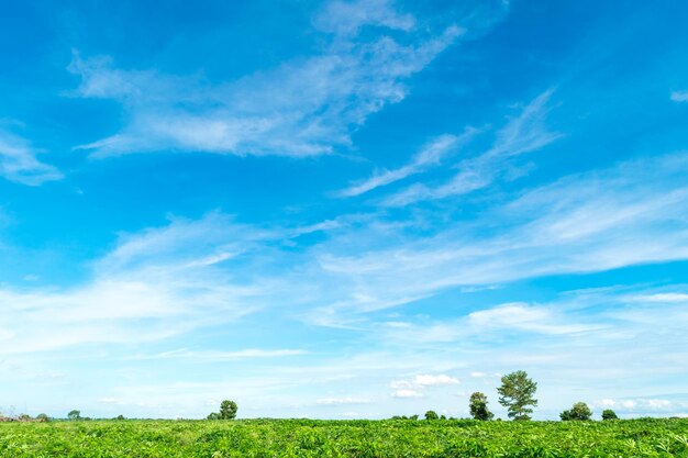 Vista panorâmica do campo contra o céu azul