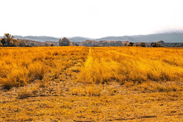 Foto vista panorâmica do campo contra o céu claro