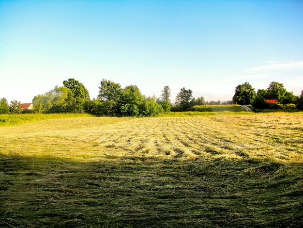 Vista panorâmica do campo contra o céu claro