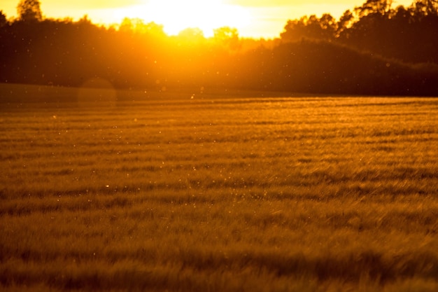Foto vista panorâmica do campo contra o céu durante o pôr-do-sol