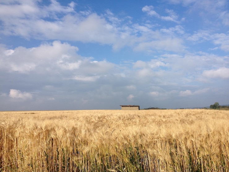 Foto vista panorâmica do campo contra o céu nublado