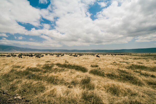 Vista panorâmica do campo contra o céu nublado