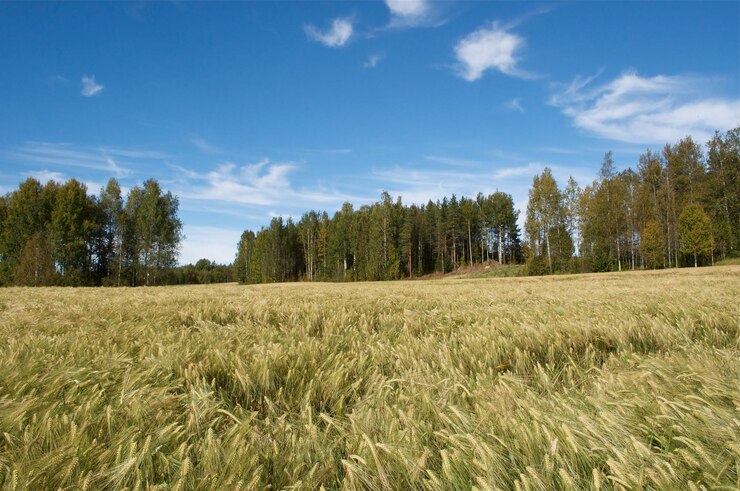 Foto vista panorâmica do campo contra o céu