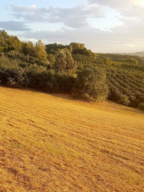 Foto vista panorâmica do campo contra o céu