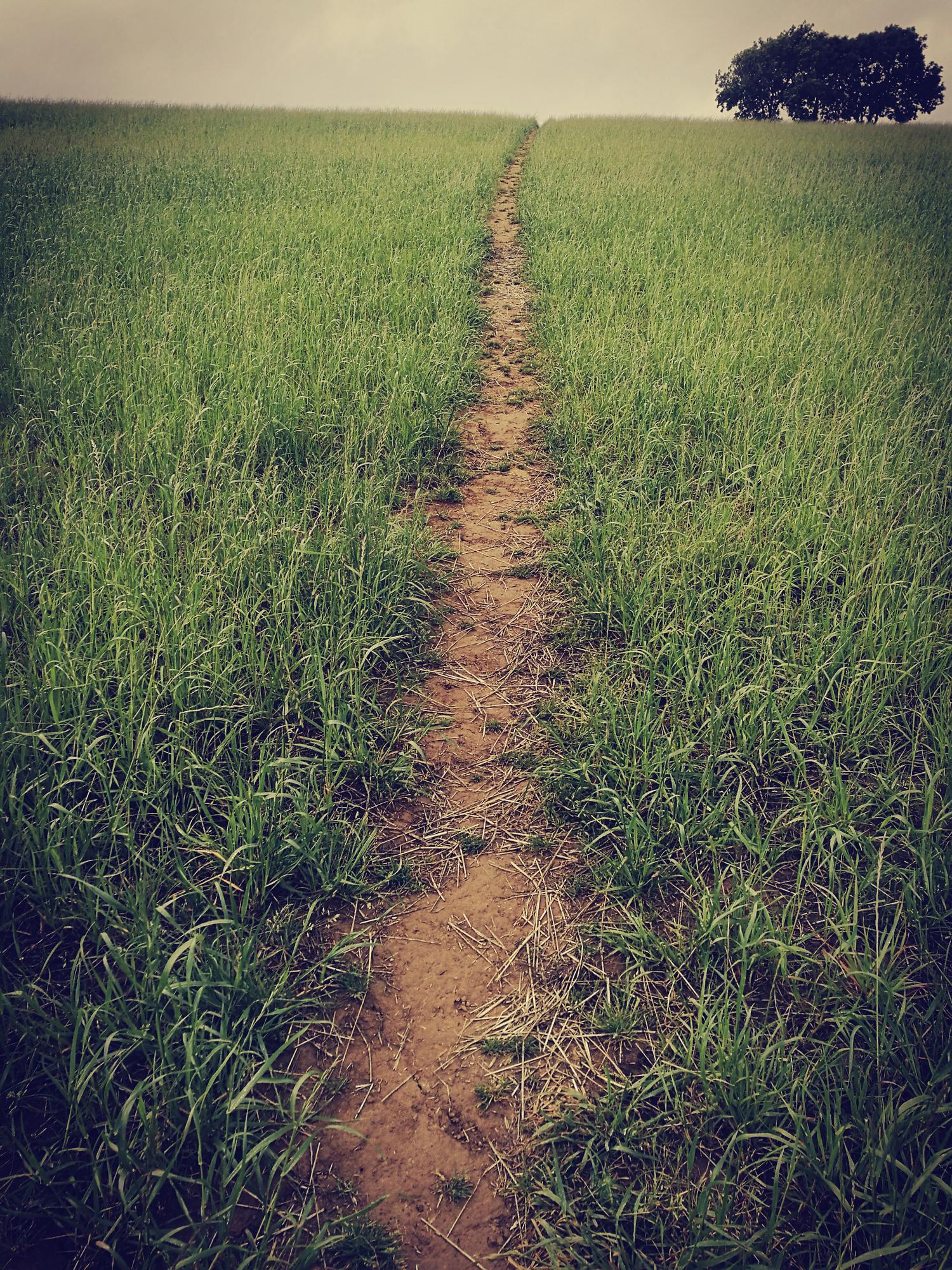 Foto vista panorâmica do campo contra o céu